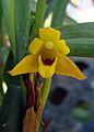 Maxillaria-variabillis-yellow-C