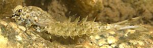 Archivo:Mayfly instar