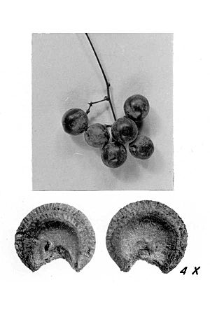 Archivo:Menispermum canadense fruit-seed