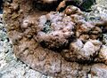 Montipora-venosa