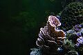 Montipora capricornis 2