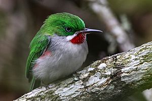 Archivo:Narrow billed tody 6