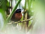 Archivo:Neoctantes niger - Black Bushbird - female (cropped)