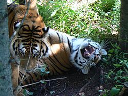 Panthera tigris altaica au zoo de St-Félicien.JPG