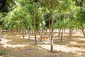 Archivo:Parque La Alameda en Parada de Rubiales