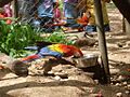 Parque Zoológico y Botánico Bararida 2008 003