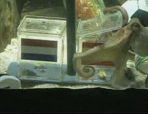 Archivo:Paul the Octopus picks Spain over Holland in World Cup final 2010-07-09