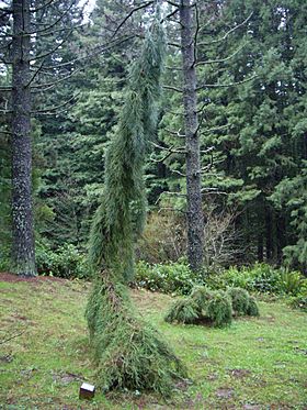 Pdx washpark hoytarboretum weepingsequoia.jpeg