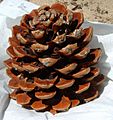 Pine cone with nuts