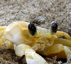 Archivo:Please get off my eye - Flickr - gailhampshire