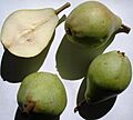Pyrus - Clapps Liebling