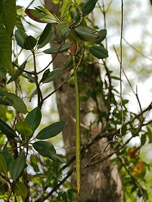 Archivo:Rhizophora racemosa-propagule