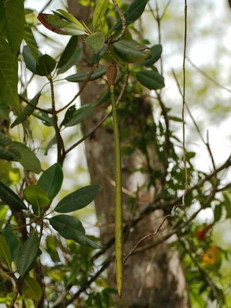 Rhizophora racemosa-propagule