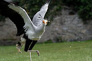 Archivo:Sagittarius serpentarius Pyrenees
