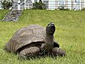 Saint-Helena-Plantation-House-Jonathan-the-Tortoise-by-kevin-gepford-02