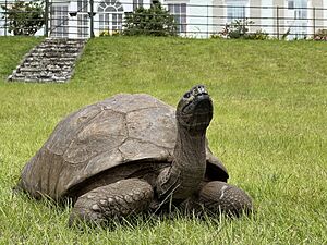 Archivo:Saint-Helena-Plantation-House-Jonathan-the-Tortoise-by-kevin-gepford-02