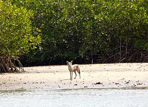 Archivo:Saloum Delta 022 (39668758883)