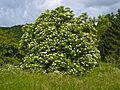 Sambucus nigra 004