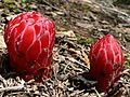 Sarcodes sanguinea 08080