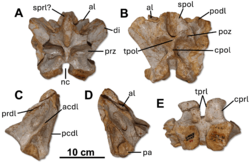 Saurophaganax maximus (holotype, OMNH 112).png