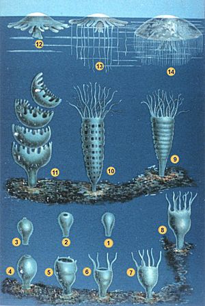 Metamorfosis de medusa, Cnidaria