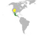 Selasphorus platycercus map