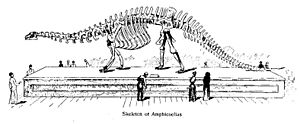 Archivo:Sharp californian amphicoelias