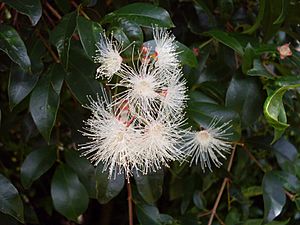 Archivo:Syzygium paniculatum 1