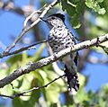 Thamnophilus doliatus capistratus - Caatinga antshrike (male)