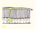 The-arthropods-moulting-3c