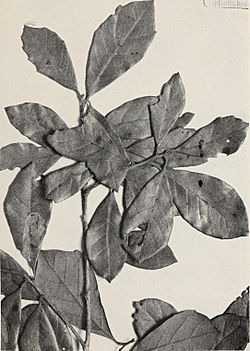 The Central American species of Quercus (1942) (20594767561).jpg