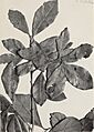 The Central American species of Quercus (1942) (20594767561)