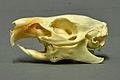 The skull of Cavia porcellus (Museum Wiesbaden)