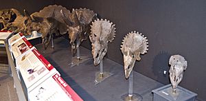 Archivo:Triceratops ontogeny