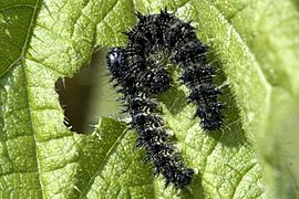 Vanessa.atalanta.caterpillars
