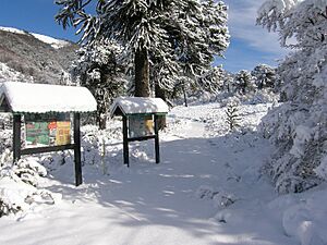 Archivo:Volcan lonquimay2