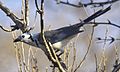 Archivo:White-throated Magpie Jay