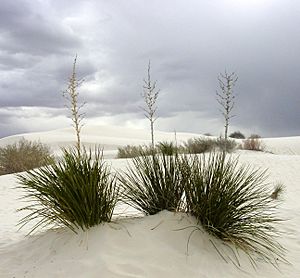 Archivo:White Sands New Mexico