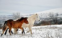 Archivo:Wild horses, Šar Mountains