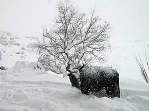 Archivo:Yak.. howl of the Winter