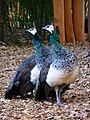 2 blaue Pfauenhennen