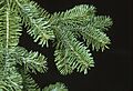 Abies balsamea branch