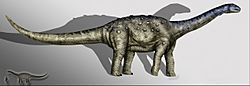Aeolosaurus copia.jpg