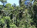 Amazonian rainforest