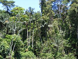 Amazonian rainforest.JPG