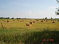Amish Haystacks Fairbank, Iowa - panoramio