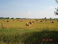 Amish Haystacks Fairbank, Iowa - panoramio.jpg