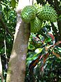 Annona muricata (Soursop) - tree with fruits