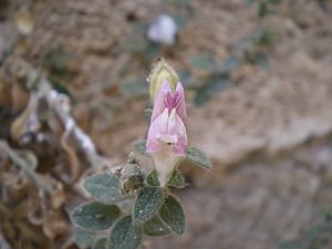 Archivo:Antirrhinum hispanicum ssp. mollissimum1