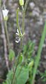 Arabidopsis thaliana fruto
